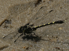 Common Sanddragon